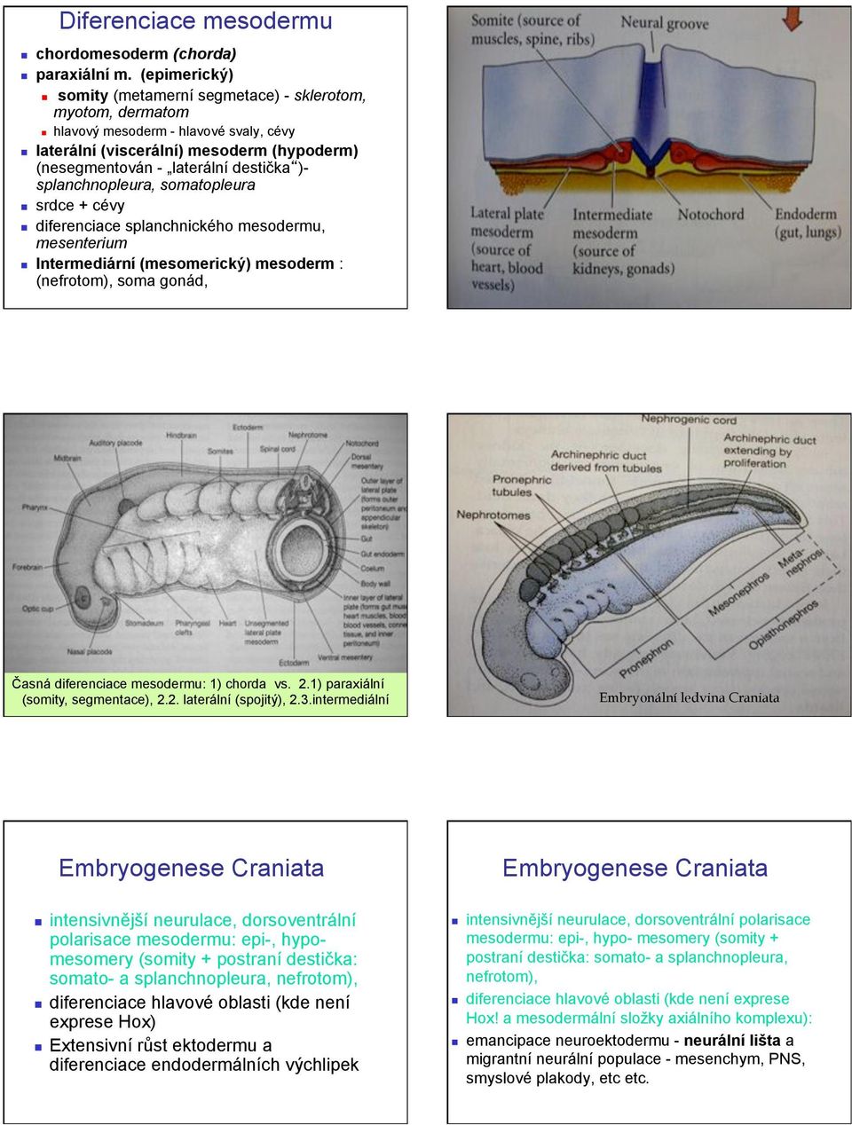 Intermediární (mesomerick$) mesoderm : (nefrotom), soma gonád, *asná diferenciace mesodermu: 1) chorda vs. 2.1) paraxiální (somity, segmentace), 2.2. laterální (spojit$), 2.3.