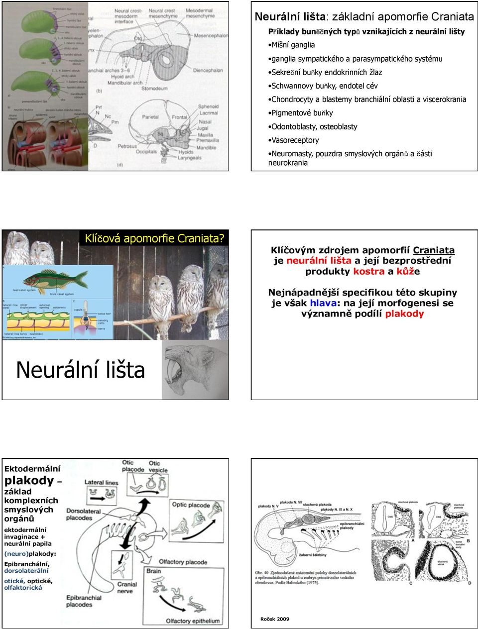 bu ky Odontoblasty, osteoblasty Vasoreceptory Neuromasty, pouzdra smyslov!ch orgán a ásti neurokrania Klí ová apomorfie Craniata? Klí"ov!