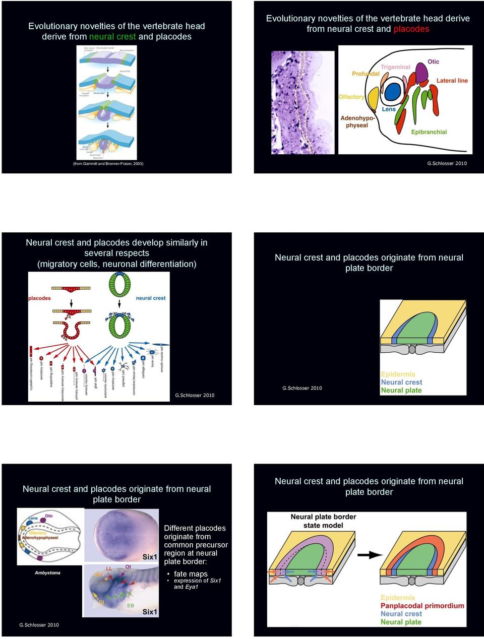 Schlosser 2010 Neural crest and placodes develop similarly in several respects (migratory cells, neuronal differentiation) Neural crest and placodes originate from neural