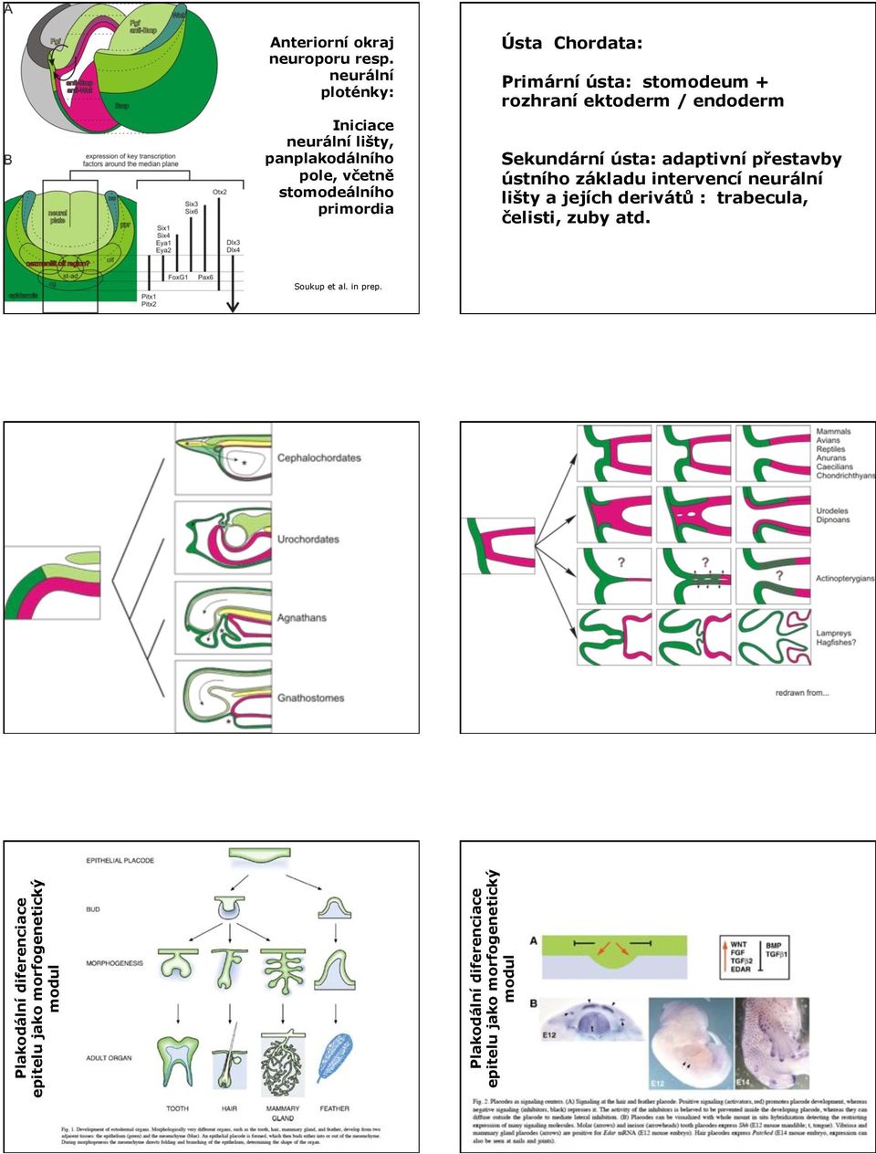 Primární ústa: stomodeum + rozhraní ektoderm / endoderm Sekundární ústa: adaptivní p#estavby ústního základu