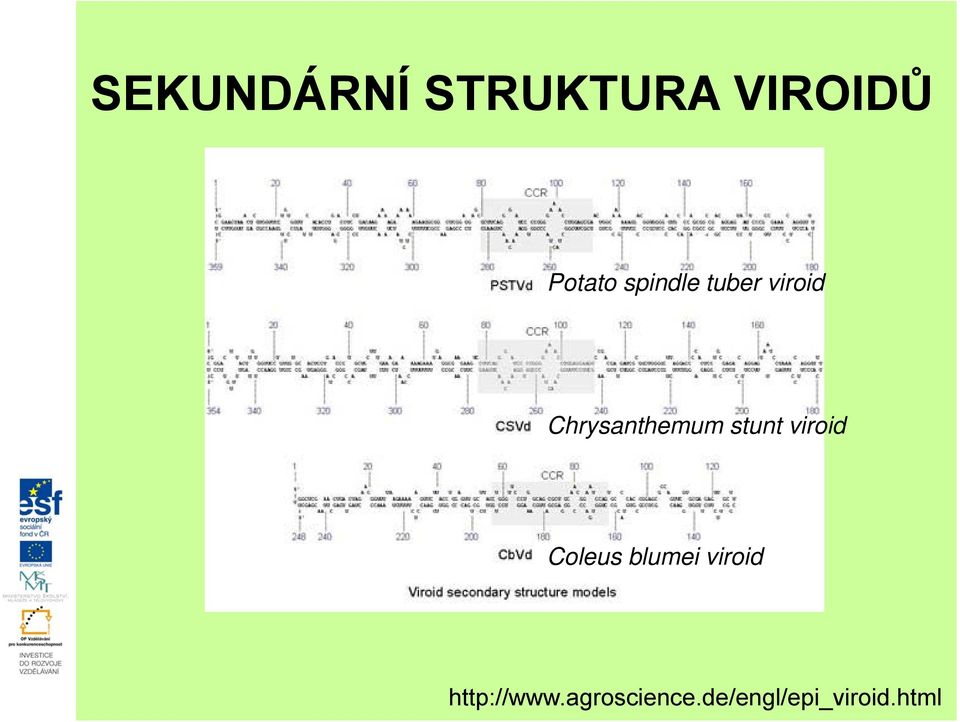 stunt viroid Coleus blumei viroid