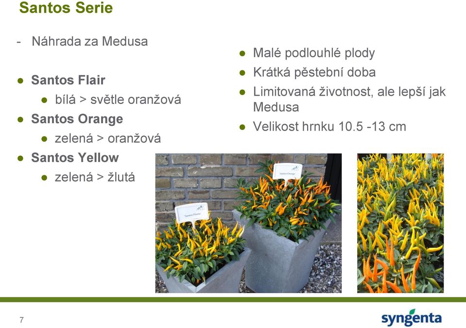 zelená > žlutá Malé podlouhlé plody Krátká pěstební doba