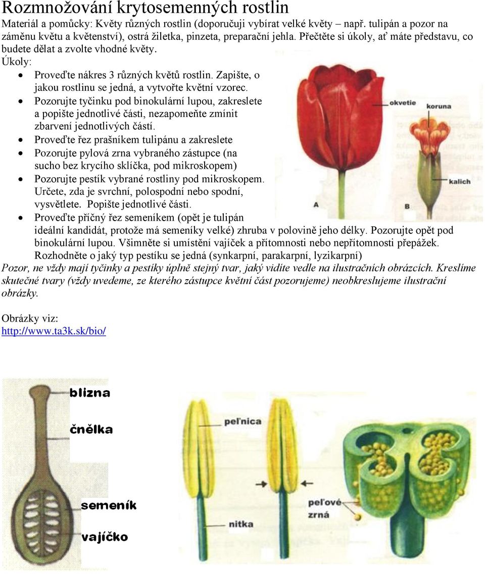 Úkoly: Proveďte nákres 3 různých květů rostlin. Zapište, o jakou rostlinu se jedná, a vytvořte květní vzorec.