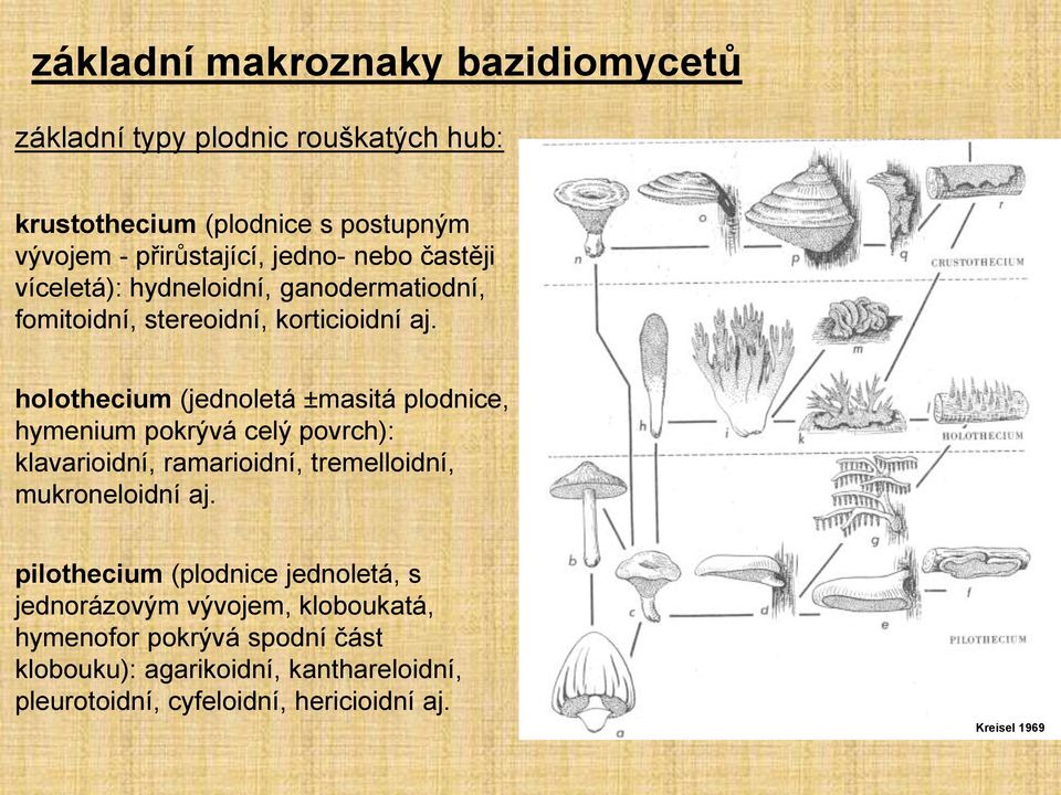 holothecium (jednoletá ±masitá plodnice, hymenium pokrývá celý povrch): klavarioidní, ramarioidní, tremelloidní, mukroneloidní aj.