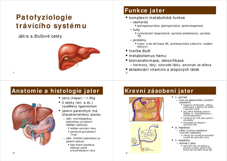 ze střeva skladování vitaminů a stopových látek 2 Anatomie a histologie jater 3 játra (hepar) ~1.5kg 2 laloky (sin. a dx.) rozděleny ligamentem jaterní parenchym má charakteristickou stavbu zákl.