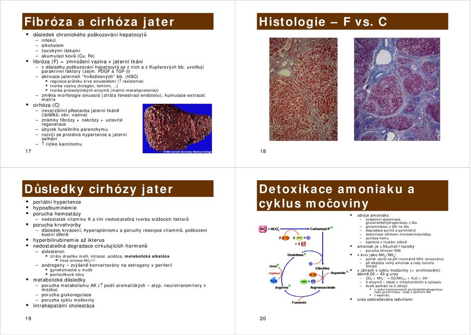 (HSC) regulace průtoku krve sinusoidami ( rezistence) tvorba vaziva (kolagen, laminin, ) tvorba proteolytických enzymů (matrix-metaloproteináz) změna morfologie sinusoid (ztráta fenestrací endotelu),