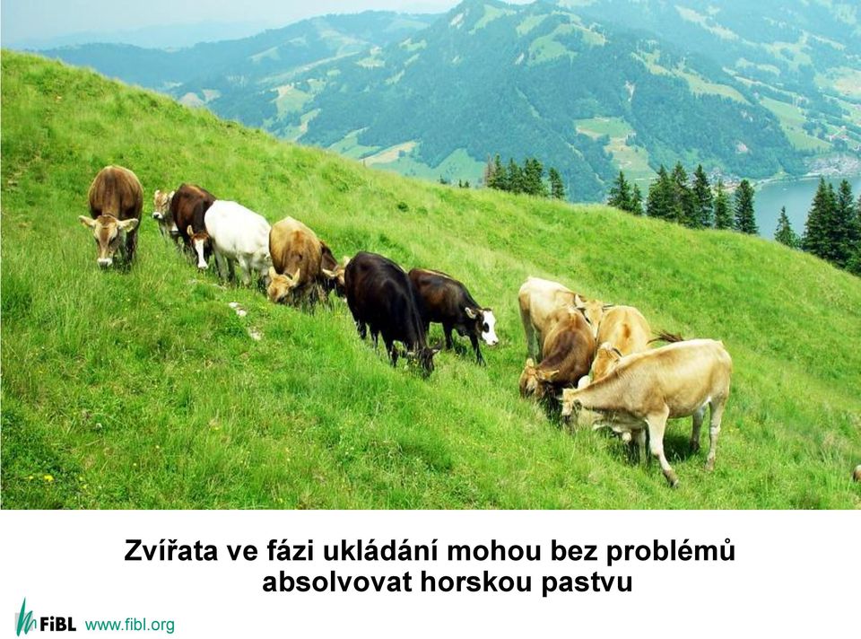 mohou bez problémů