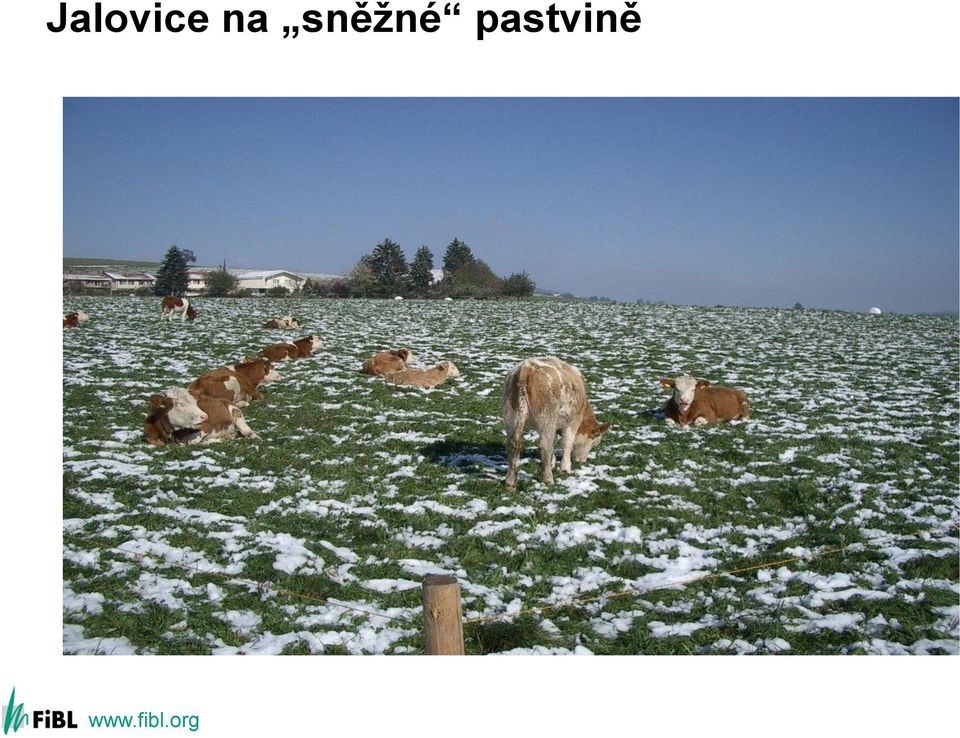 pastvině