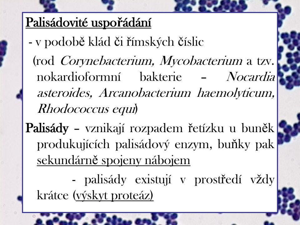 nokardioformní bakterie Nocardia asteroides, Arcanobacterium haemolyticum, Rhodococcus