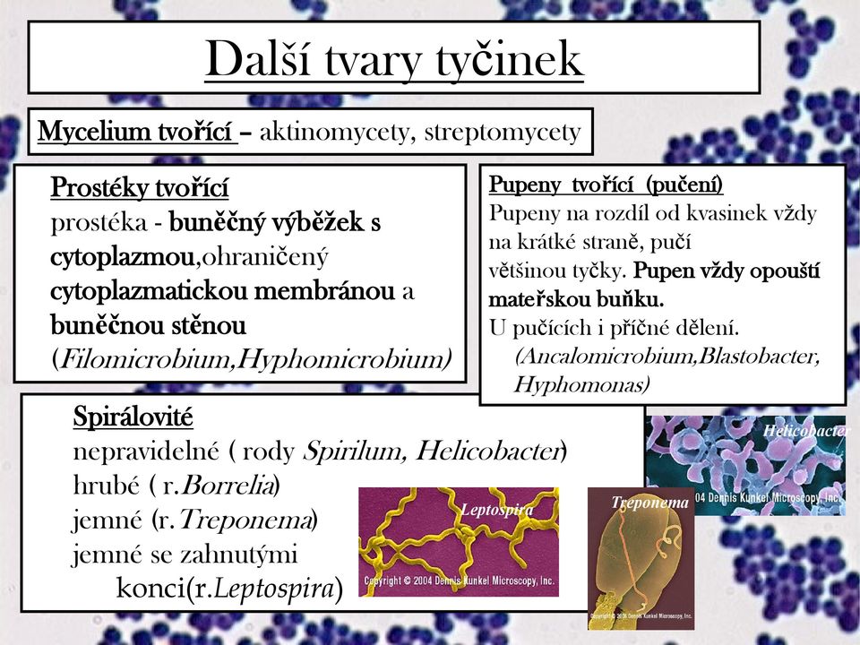 borrelia) jemné (r.treponema) jemné se zahnutými konci(r.