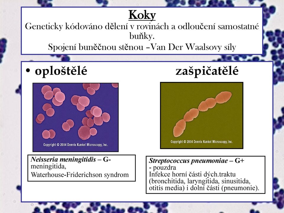 meningitidis G- meningitida, Waterhouse-Friderichson syndrom Streptococcus pneumoniae G+