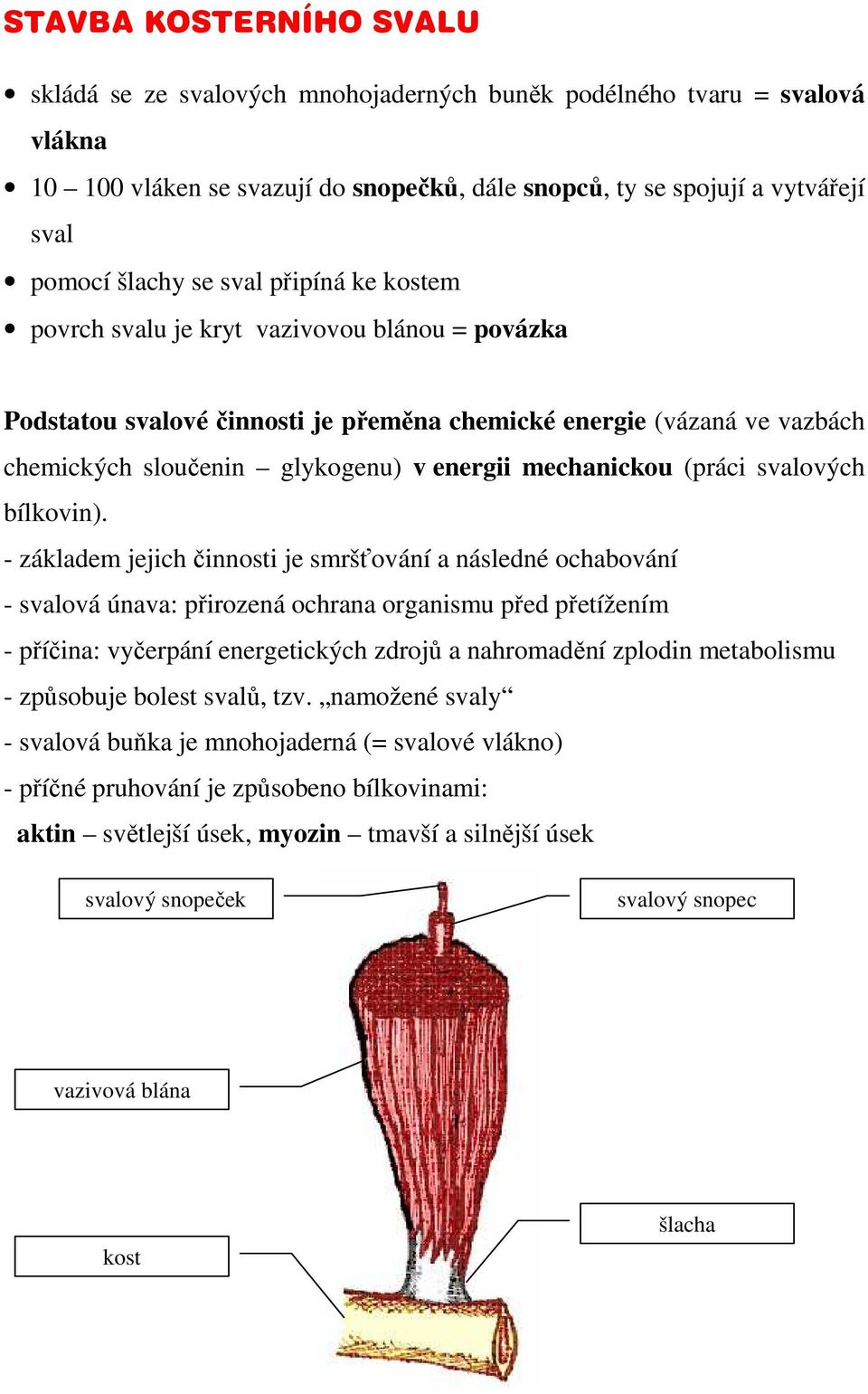 (práci svalových bílkovin).