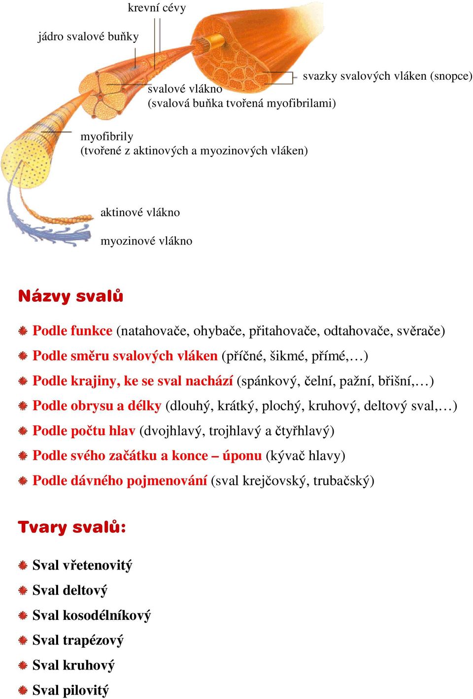 nachází (spánkový, čelní, pažní, břišní, ) Podle obrysu a délky (dlouhý, krátký, plochý, kruhový, deltový sval, ) Podle počtu hlav (dvojhlavý, trojhlavý a čtyřhlavý) Podle svého