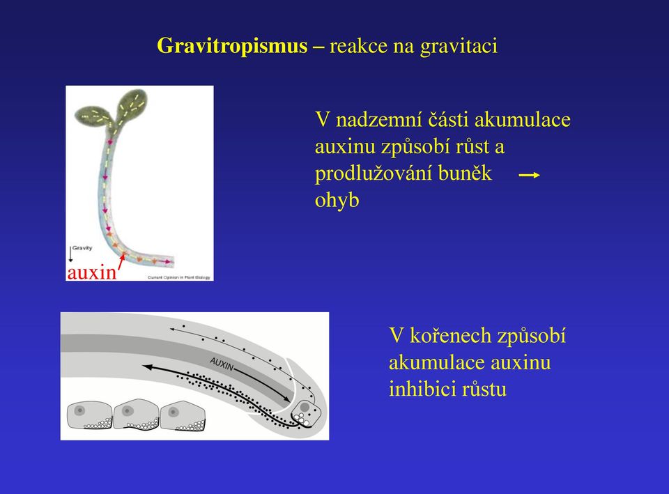 růst a prodlužování buněk ohyb auxin V