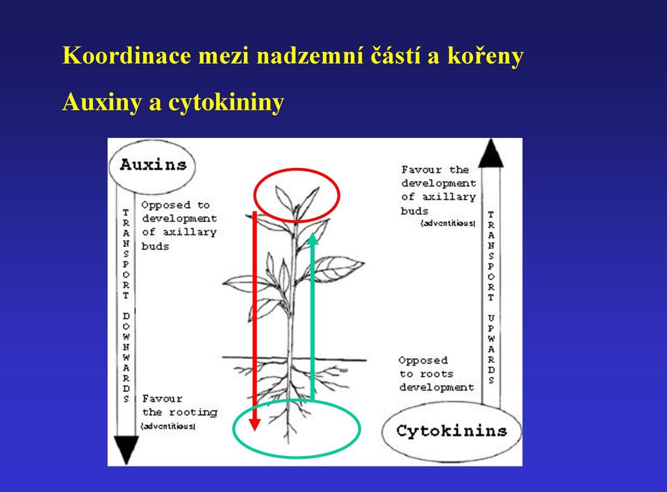 částí a kořeny