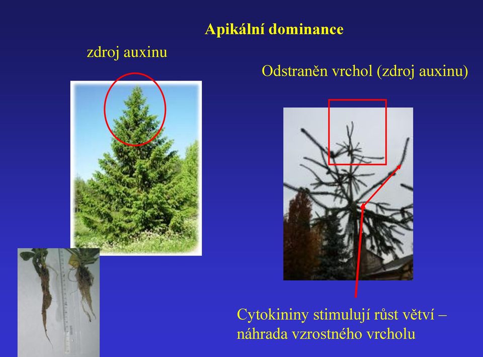 (zdroj auxinu) Cytokininy