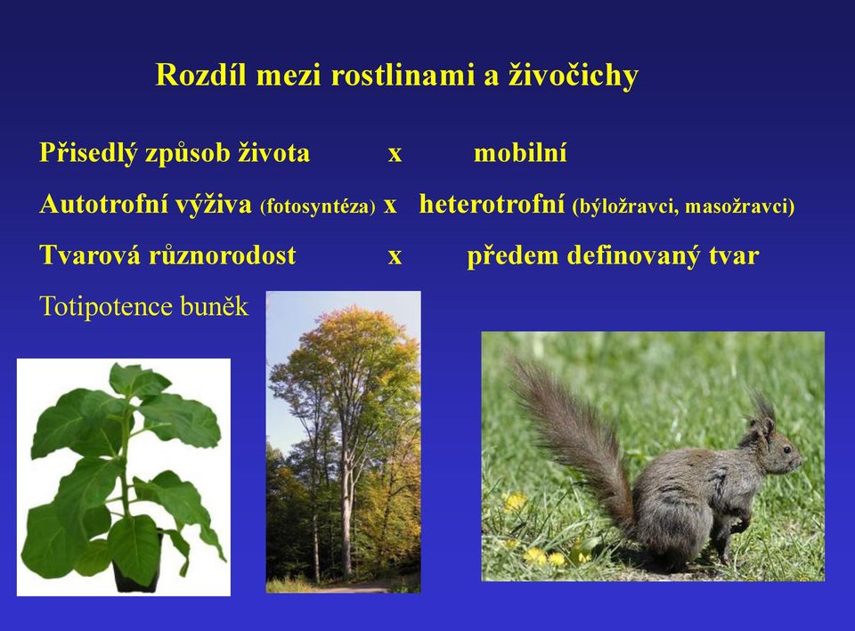 heterotrofní (býložravci, masožravci) Tvarová