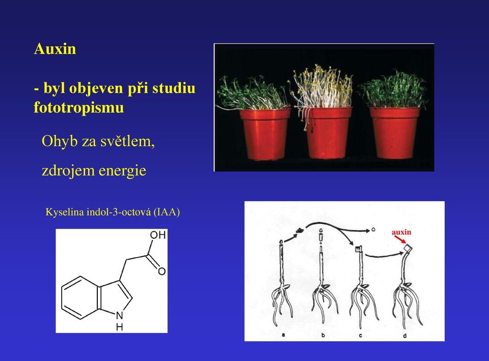 světlem, zdrojem energie