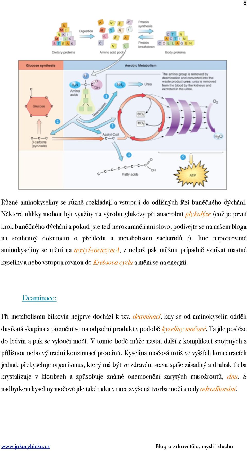 dokument o přehledu a metabolismu sacharidů :).