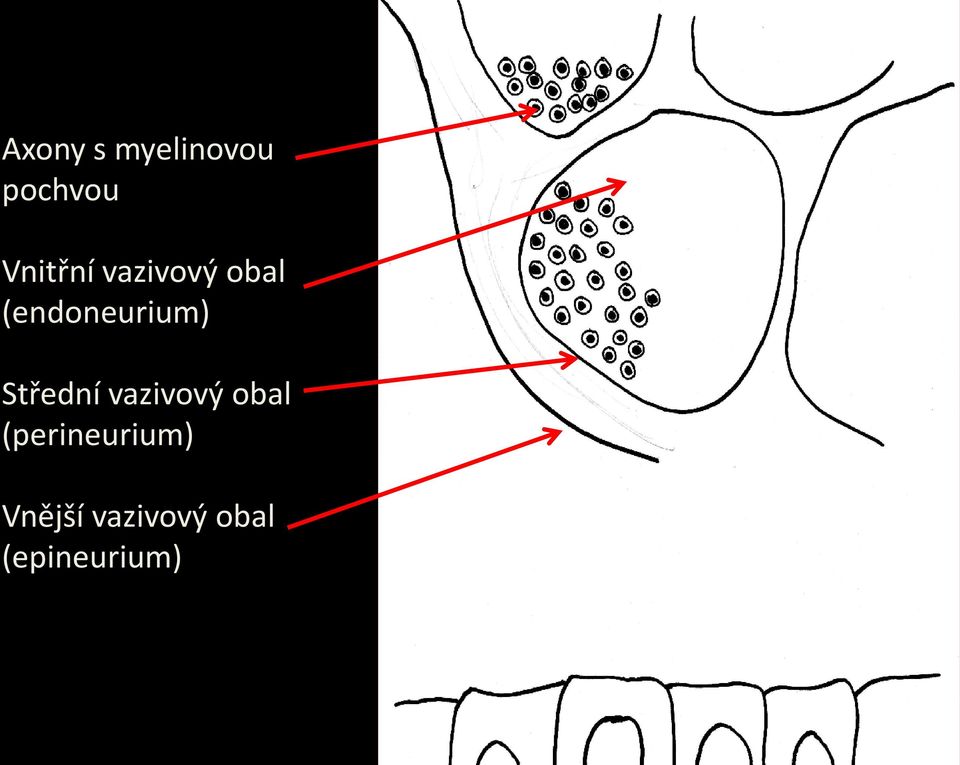 (endoneurium) Střední vazivový