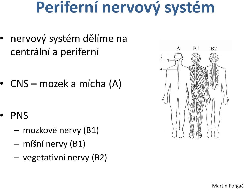 a mícha (A) PNS mozkové nervy (B1) míšní