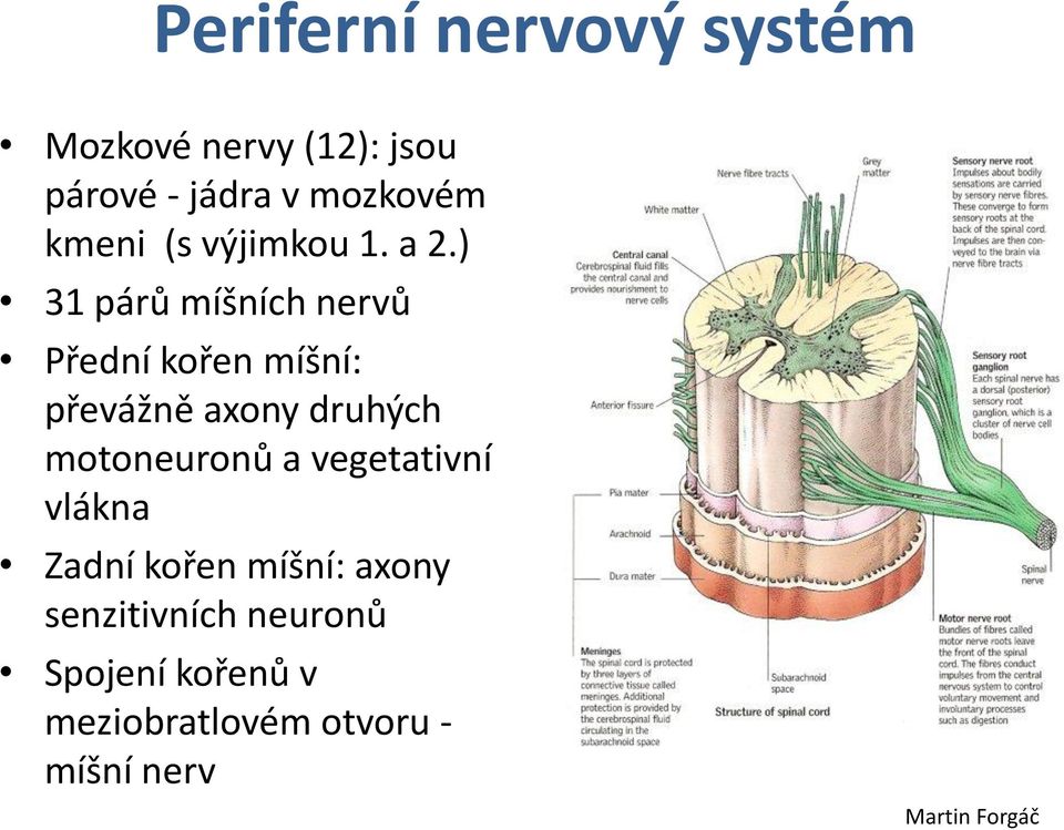 ) 31 párů míšních nervů Přední kořen míšní: převážně axony druhých