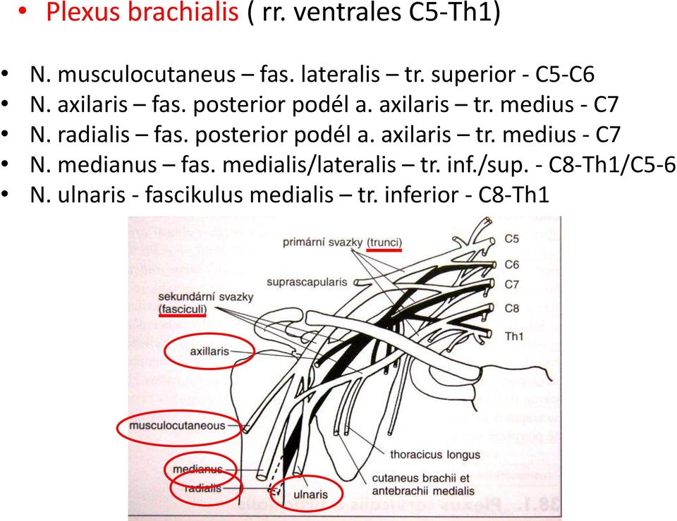 radialis fas. posterior podél a. axilaris tr. medius - C7 N. medianus fas.