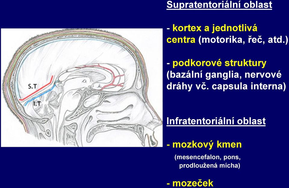 ) - podkorové struktury (bazální ganglia, nervové dráhy vč.