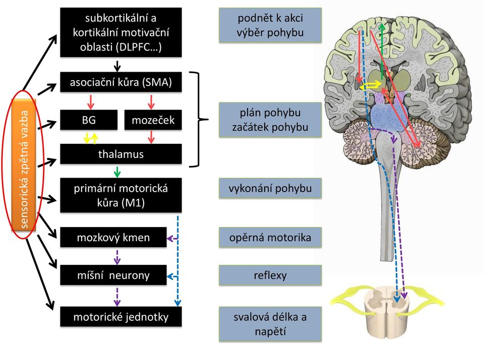 začátek pohybu thalamus primární motorická kůra (M1) vykonání pohybu mozkový
