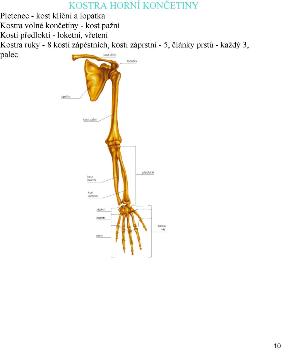 předloktí loketní, vřetení Kostra ruky 8 kostí