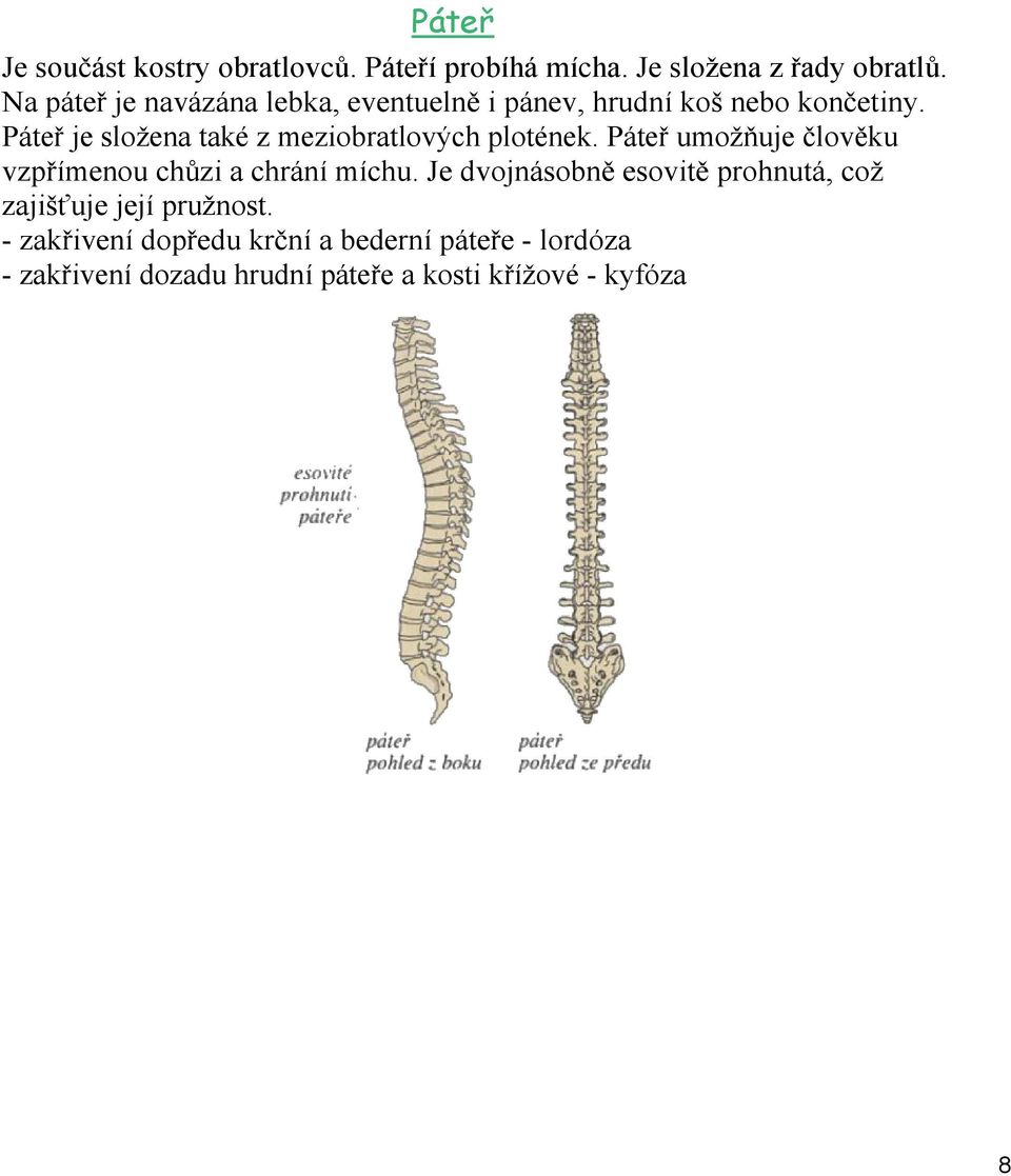 Páteř je složena také z meziobratlových plotének. Páteř umožňuje člověku vzpřímenou chůzi a chrání míchu.