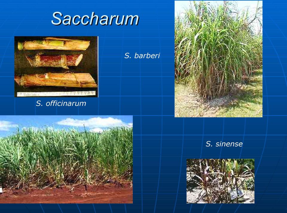 officinarum