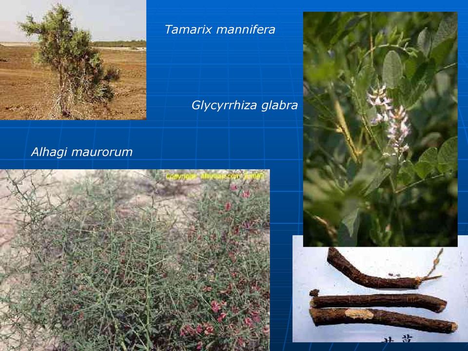 Glycyrrhiza