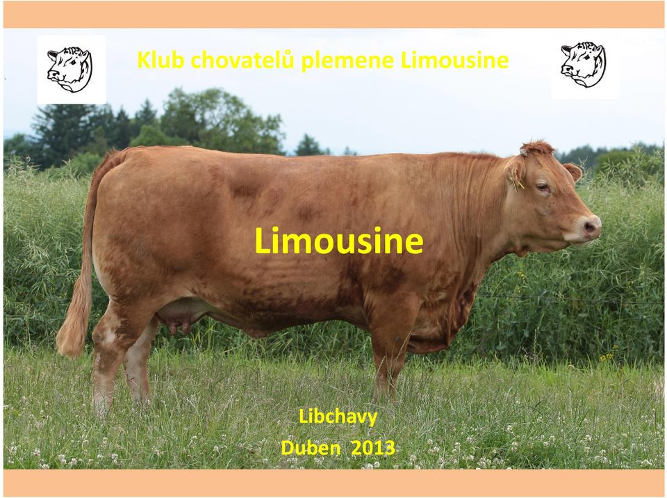 Limousine