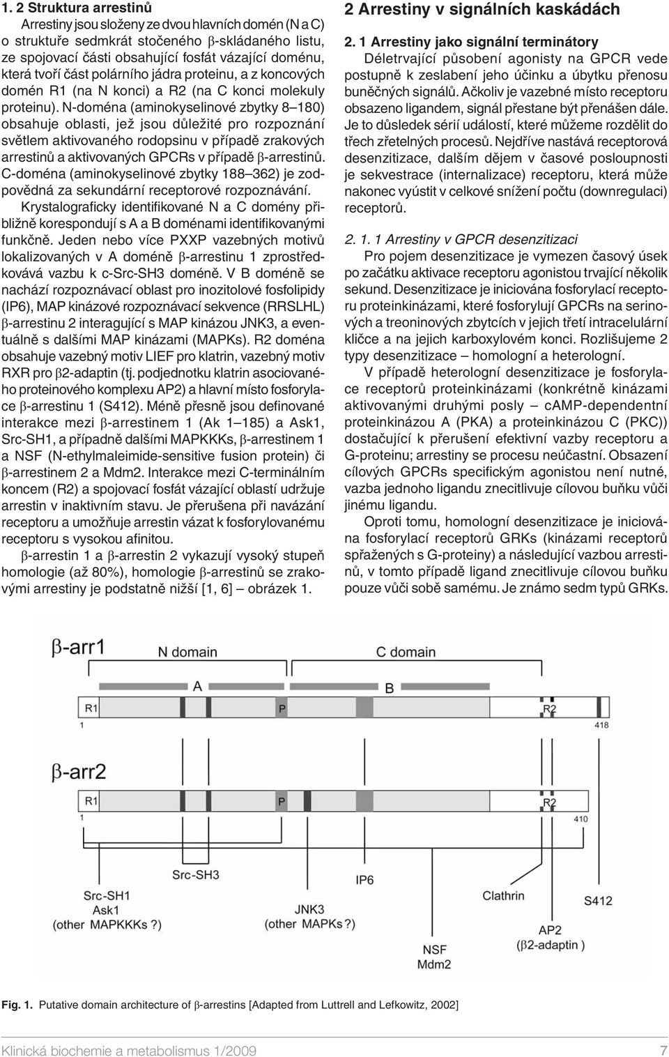 N-doména (aminokyselinové zbytky 8 180) obsahuje oblasti, jež jsou důležité pro rozpoznání světlem aktivovaného rodopsinu v případě zrakových arrestinů a aktivovaných GPCRs v případě β-arrestinů.