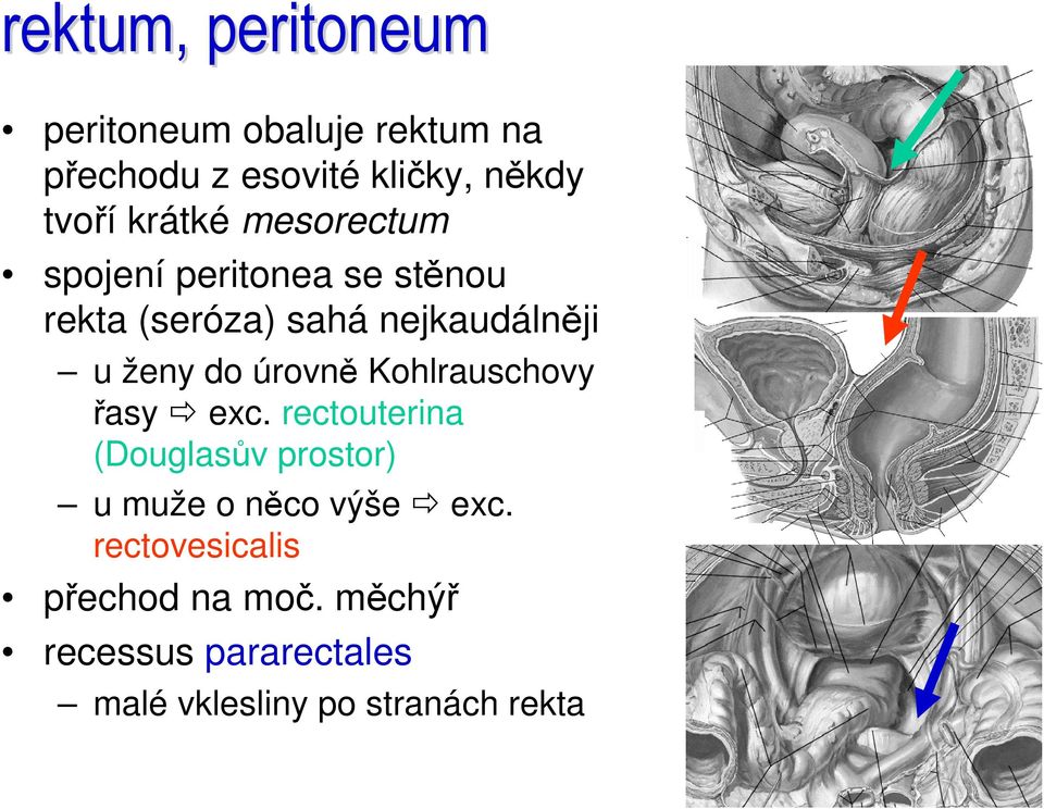 úrovně Kohlrauschovy řasy exc. rectouterina (Douglasův prostor) u muže o něco výše exc.