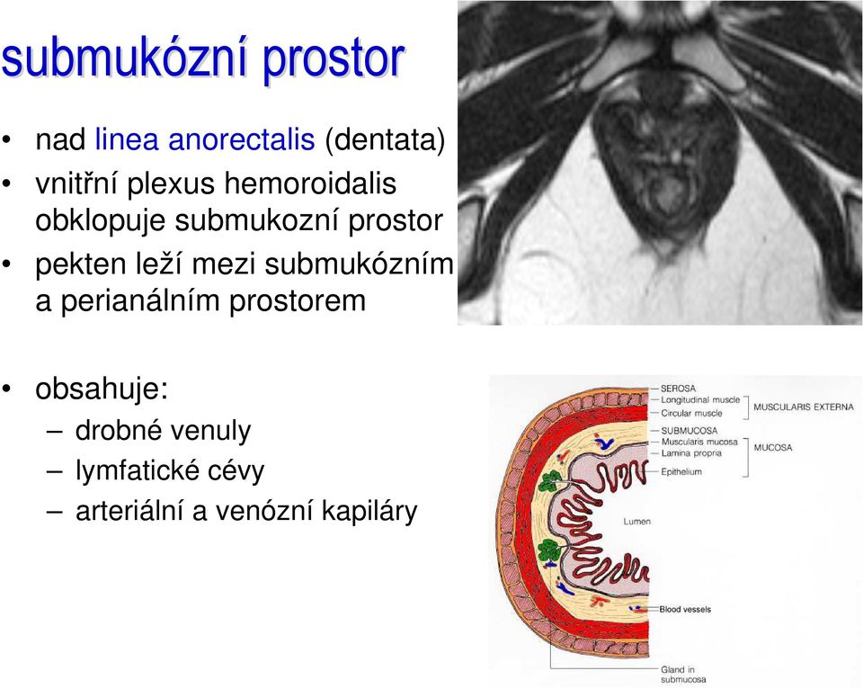 pekten leží mezi submukózním a perianálním prostorem