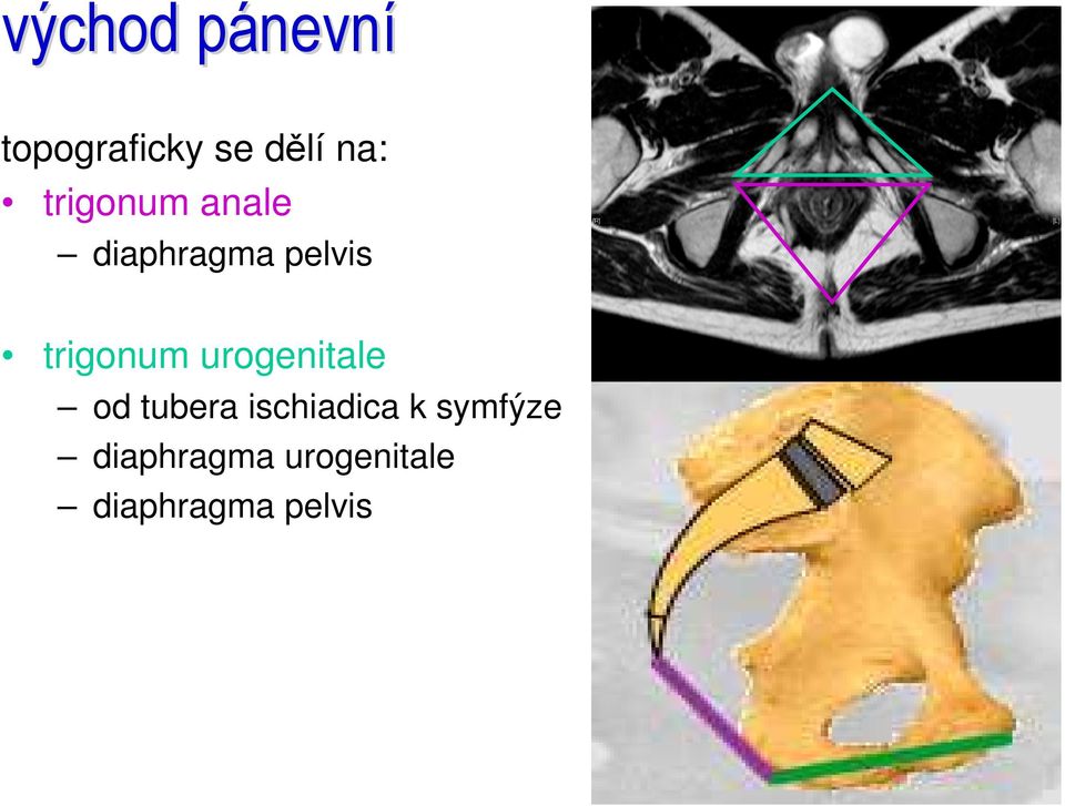 trigonum urogenitale od tubera ischiadica