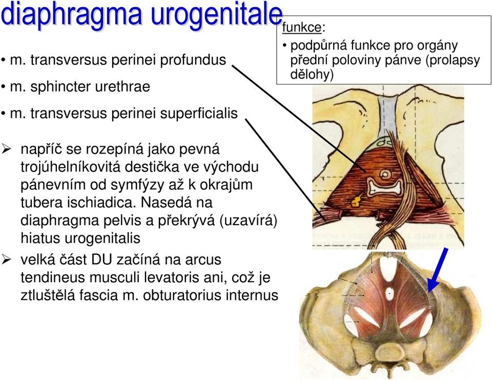 k okrajům tubera ischiadica.