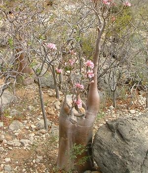 Apocynaceae Adenium spp.