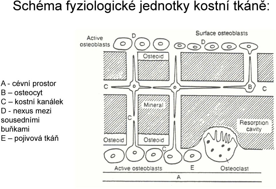 osteocyt C kostní kanálek D -