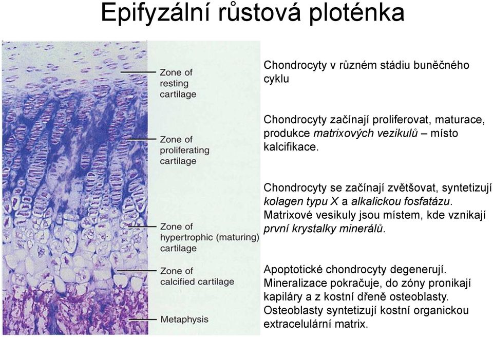 Matrixové vesikuly jsou místem, kde vznikají první krystalky minerálů. Apoptotické chondrocyty degenerují.