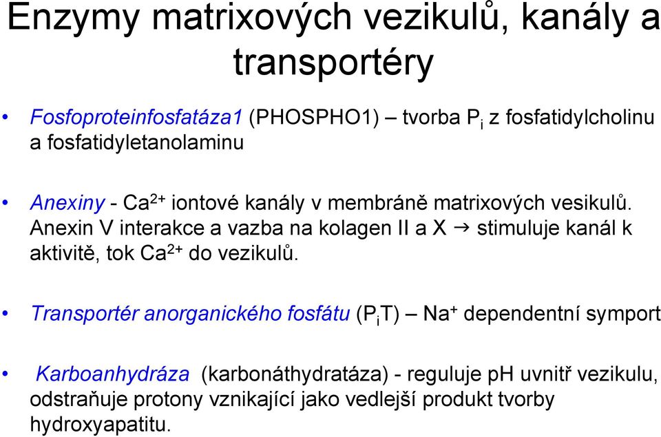 Anexin V interakce a vazba na kolagen II a X stimuluje kanál k aktivitě, tok Ca 2+ do vezikulů.