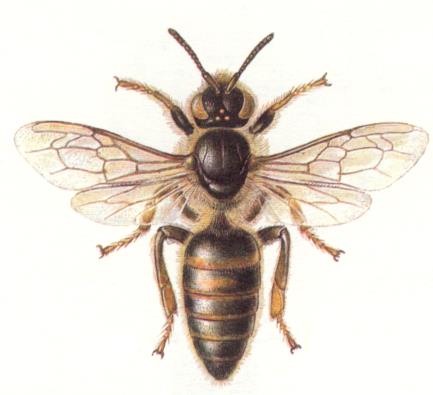 Klasifikace přípravků z hlediska nebezpečnosti pro včely zvlášť nebezpečný pro