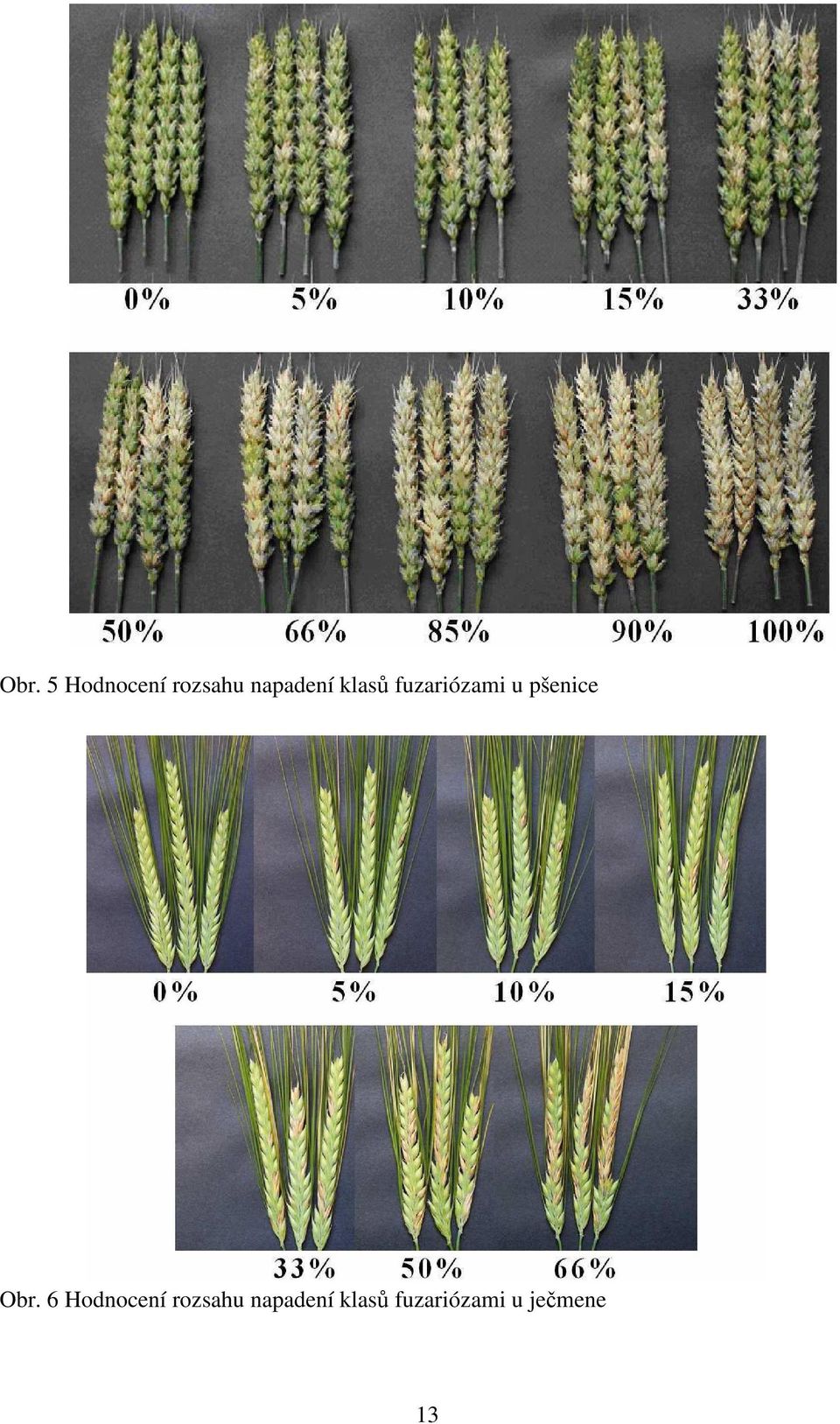 pšenice Obr.