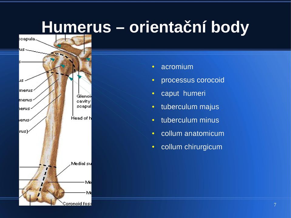 tuberculum majus tuberculum minus