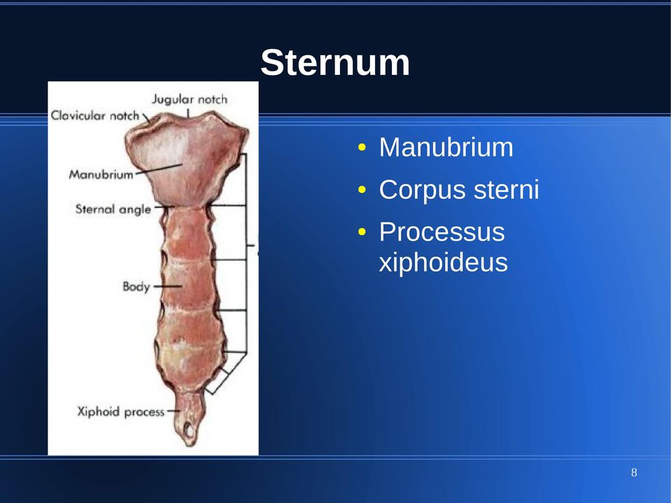 Corpus sterni