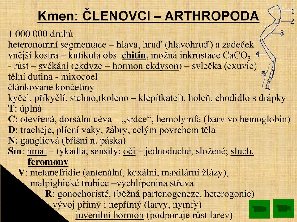 holeň, chodidlo s drápky T: úplná C: otevřená, dorsální céva srdce, hemolymfa (barvivo hemoglobin) D: tracheje, plícní vaky, žábry, celým povrchem těla N: gangliová (břišní n.