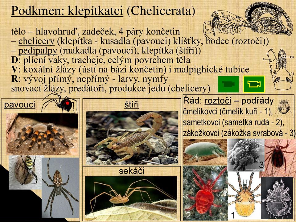 bázi končetin) i malpighické tubice R: vývoj přímý, nepřímý - larvy, nymfy snovací žlázy, predátoři, produkce jedu (chelicery)