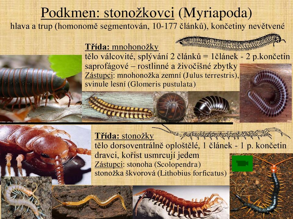 končetin saprofágové rostlinné a živočišné zbytky Zástupci: mnohonožka zemní (Julus terrestris), svinule lesní